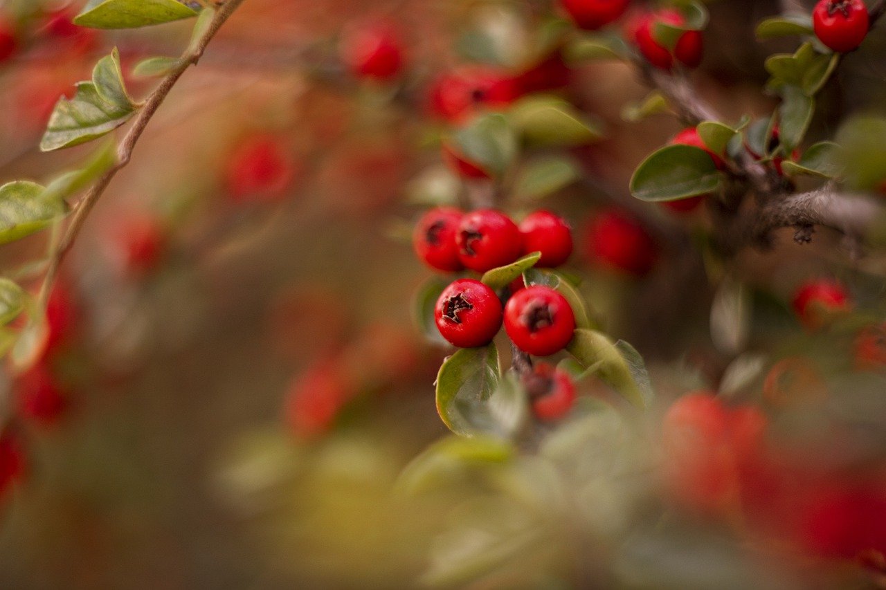 The Benefits of Organic Gardening